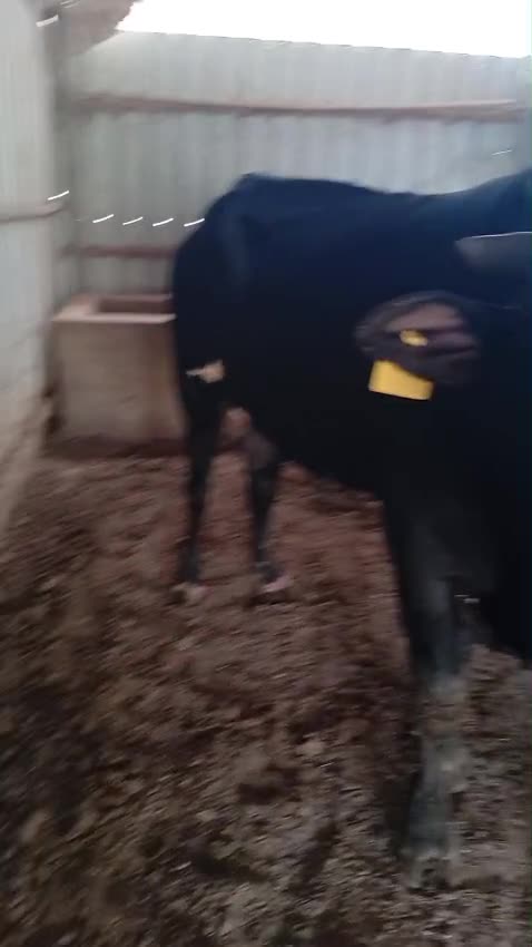 cow bull  - 4