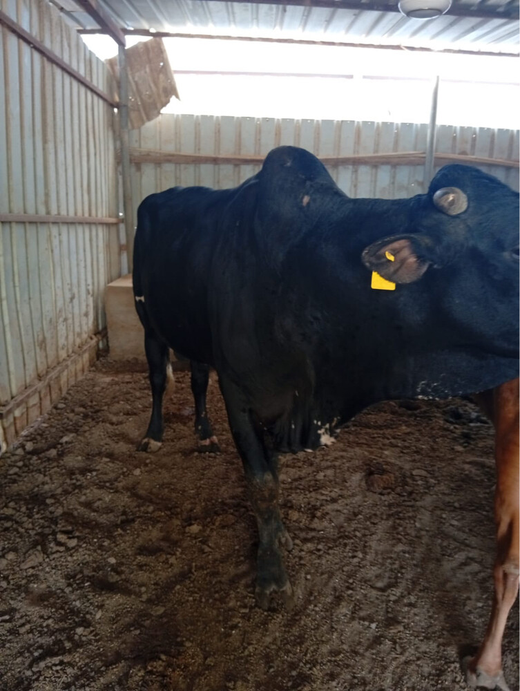 cow bull  - 3