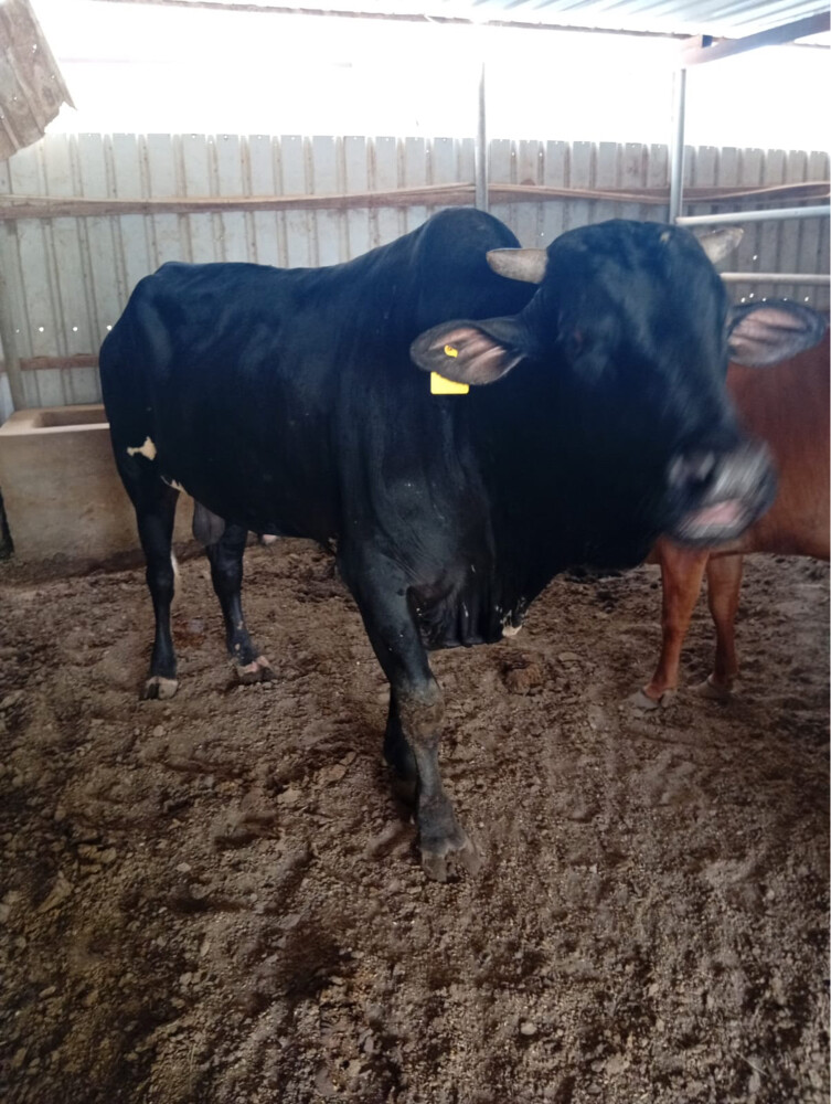 cow bull  - 1