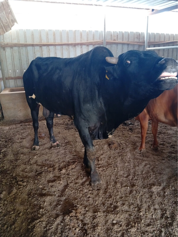 cow bull  - 2