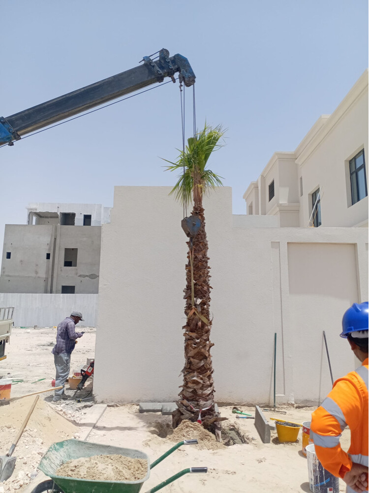 نخل وشنطونيا زينه - 11