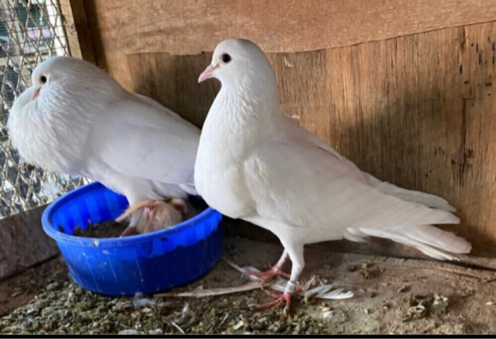 جوز نفاخ أسباني أبيض صك - 4