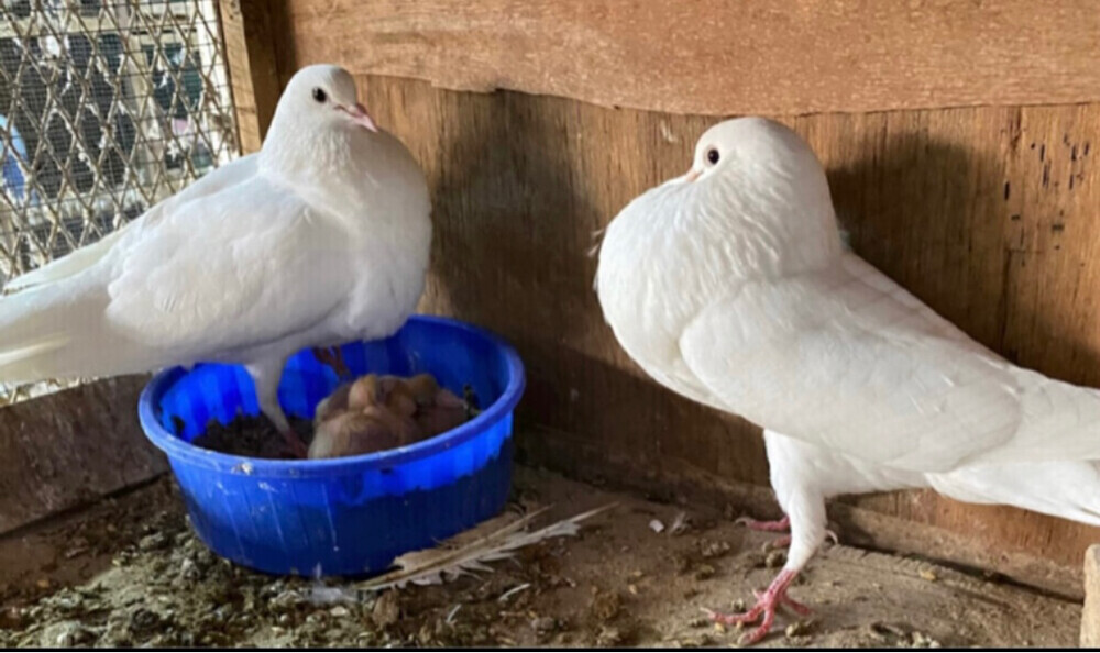جوز نفاخ أسباني أبيض صك - 2