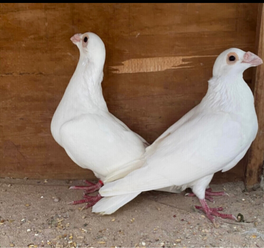جوز دراقون أبيض صك - 2