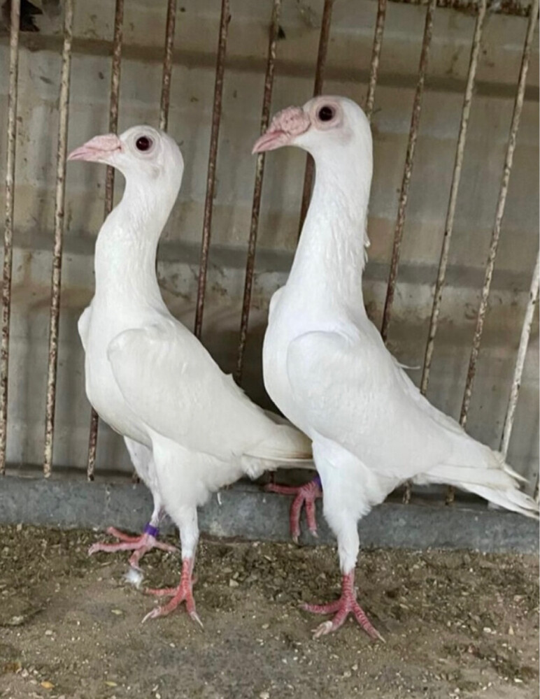 جوز كارير أبيض صك - 2