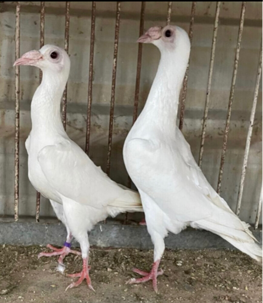 جوز كارير أبيض صك - 4