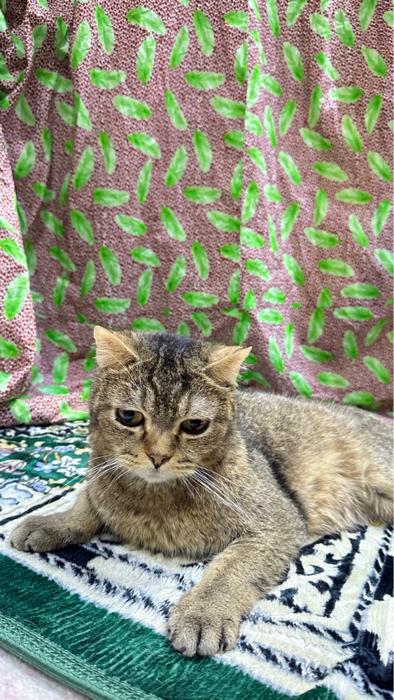سكواتش - 2
