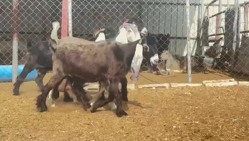معزا عوارض دفيع - 1