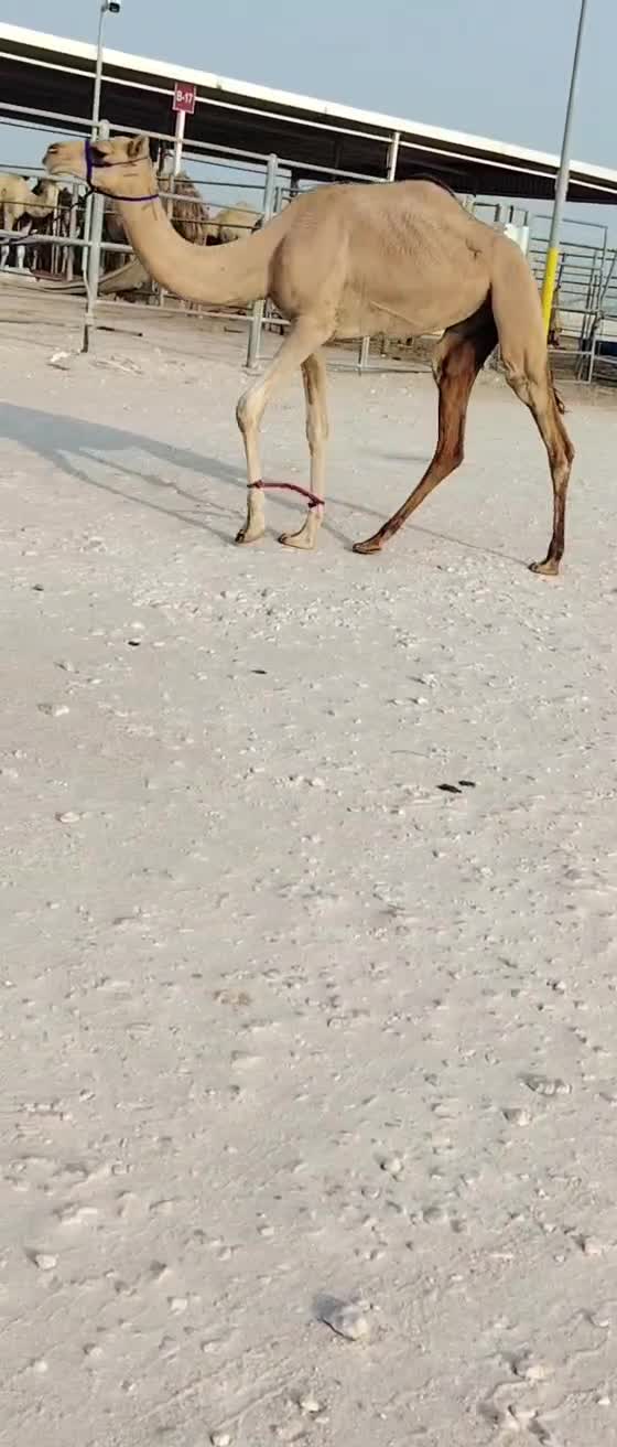للبيع بكره حقه طيبه - 1