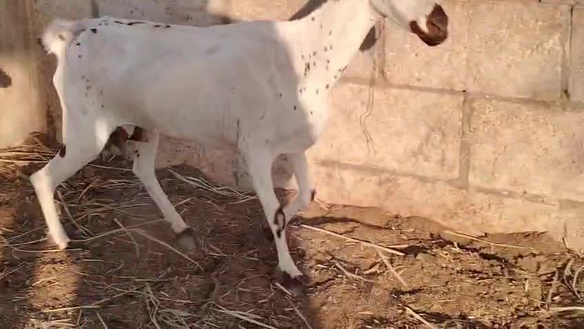 عنز عمانيه تحته سخله سلم - 1