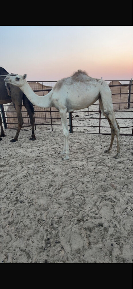 للبيع تواصل واتساب فقط - 1