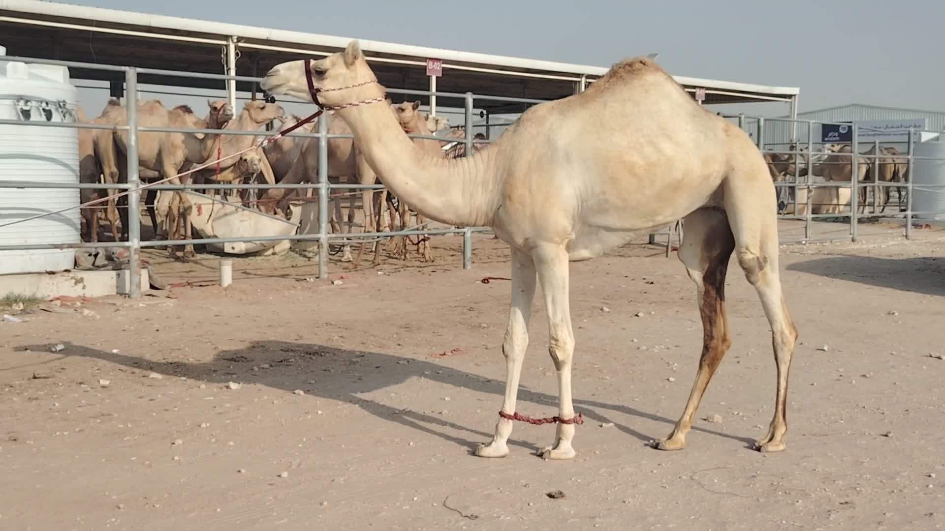 بكره لقيه طيبه - 1