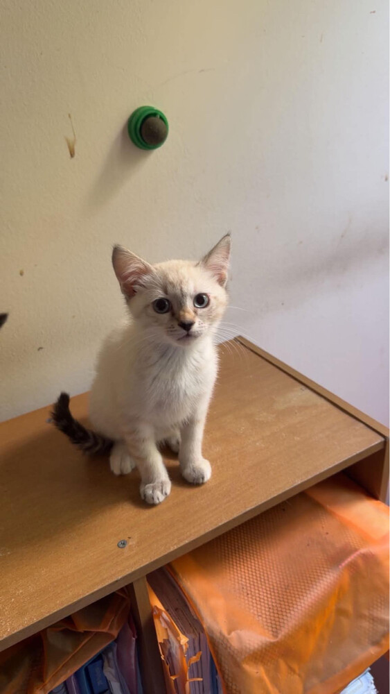 kittens - 2