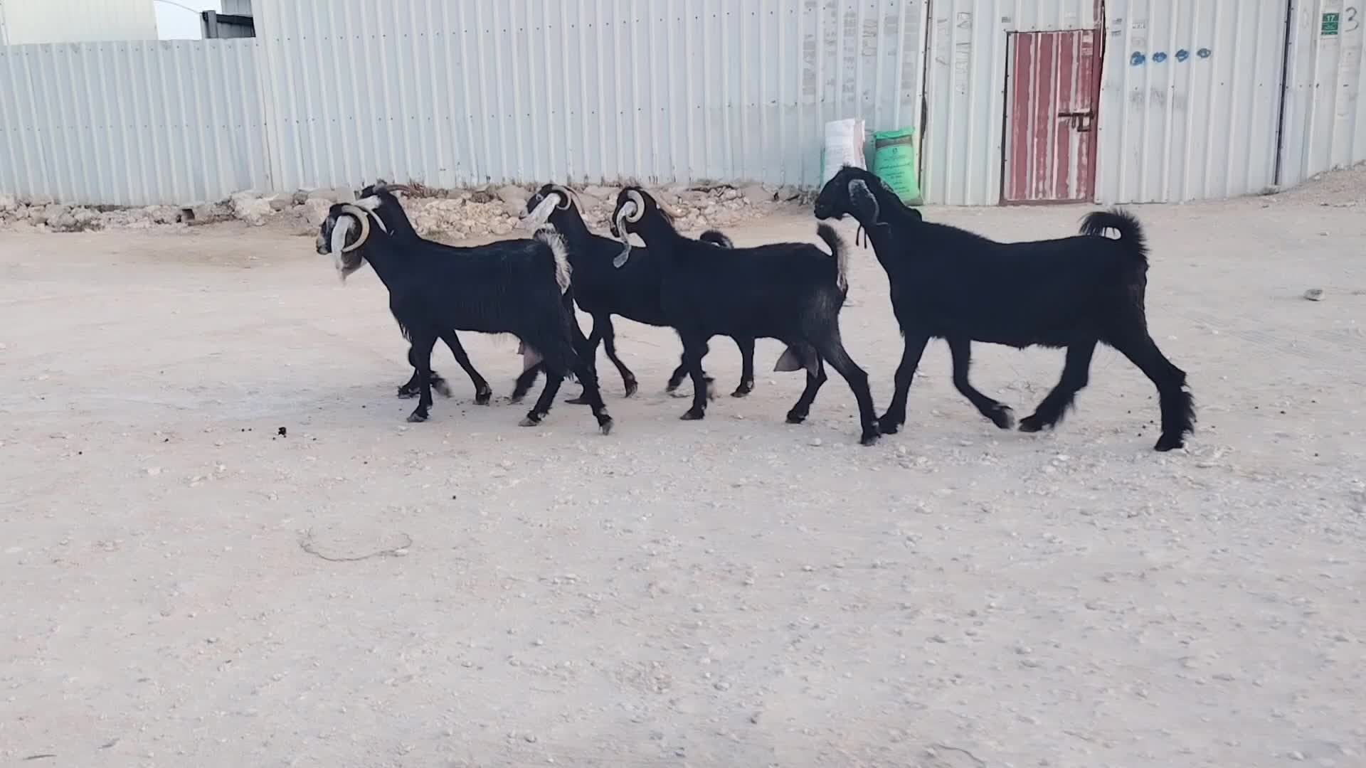 معزة عوارض طيبة - 1