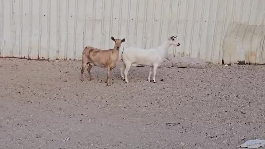 للبيع معزه عمانيات طيبه - 4