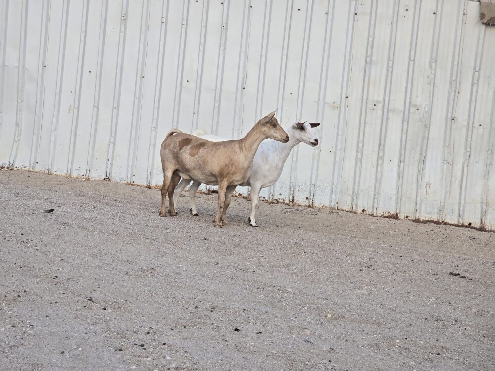 للبيع معزه عمانيات طيبه - 3