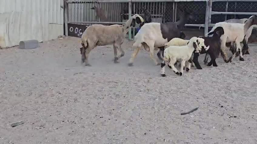 للبيع شويهات سوريا وليد طيبه - 4