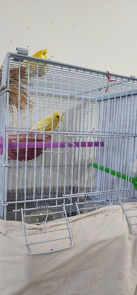 انثى كنار جاهزة - 3