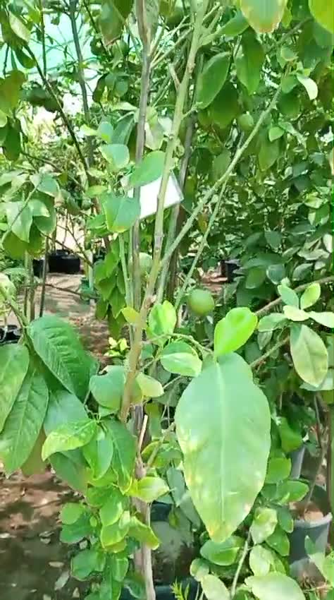 ليمون حبه كبير - 1