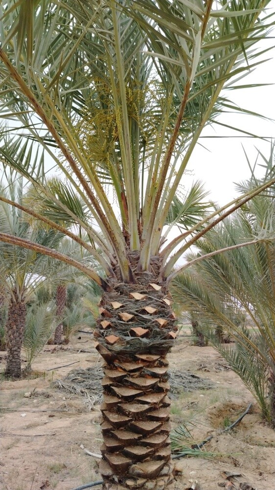 مورد للاشجار وزراعتها - 2