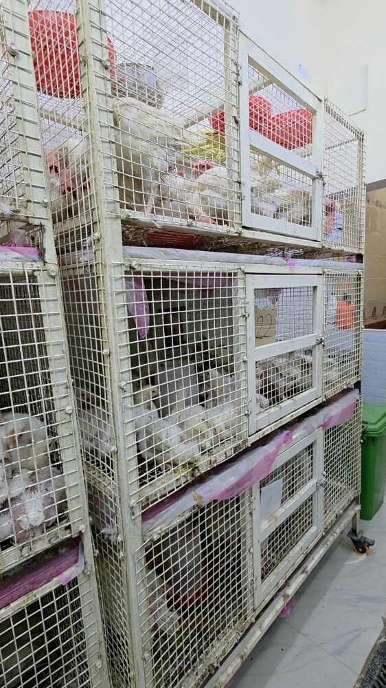 Chicken and meat Shop for sell - 9