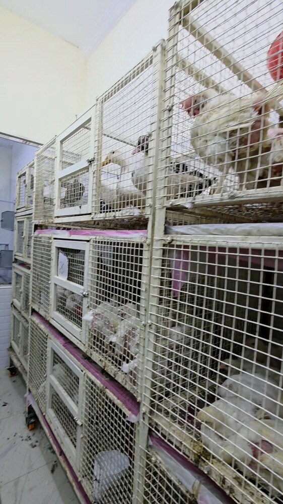 Chicken and meat Shop for sell - 10