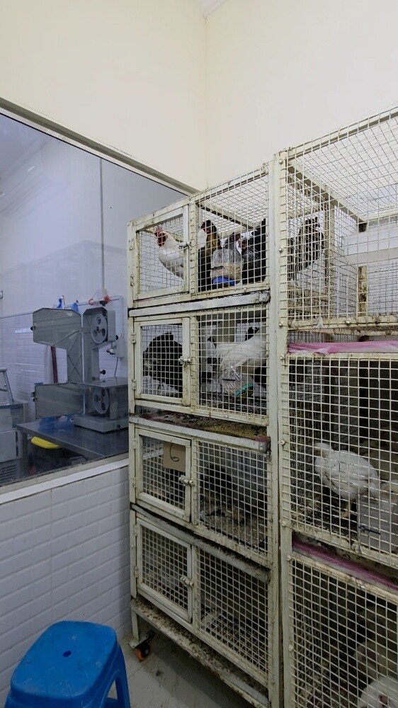 Chicken and meat Shop for sell - 8