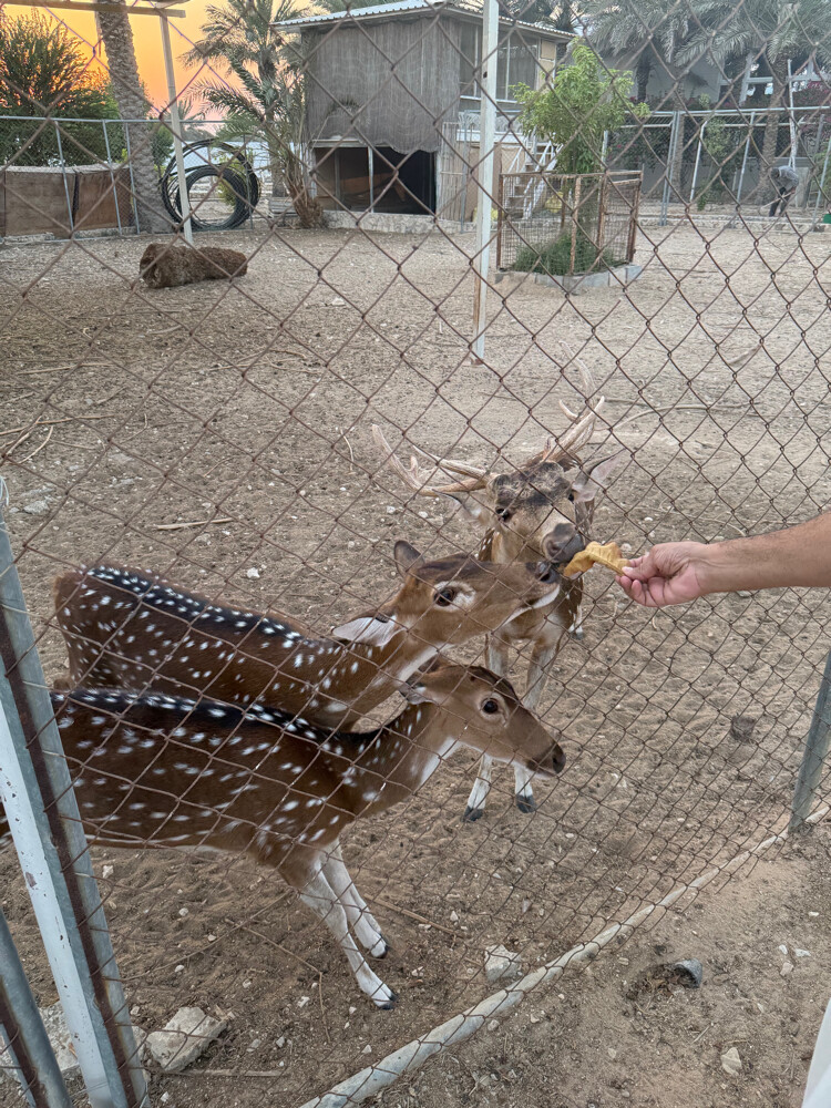 Fallow deer  - 3