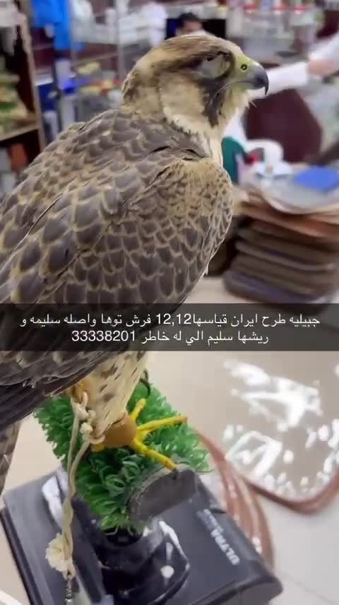 طيور - 1