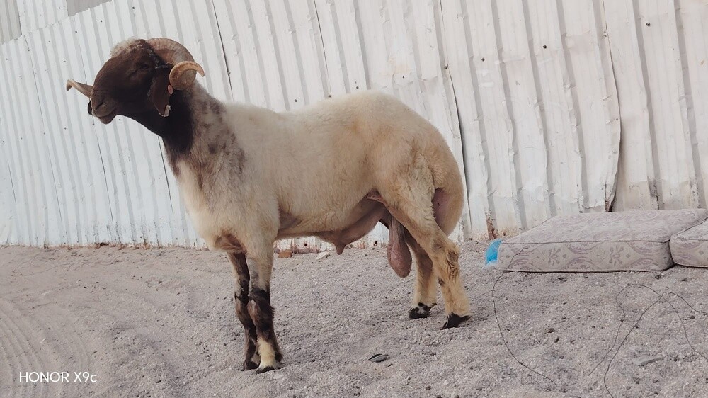 مطلوب غنم شويهات ومعزه
اي نوع من - 3