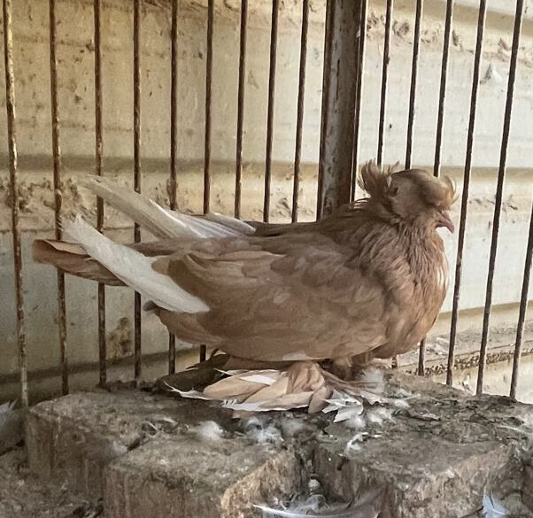 جوز هنقاري جامبو منتج - 5