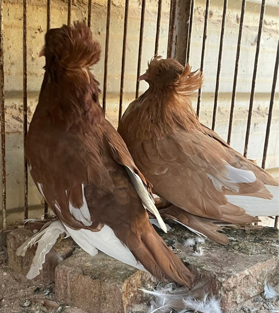 جوز هنقاري جامبو منتج - 7
