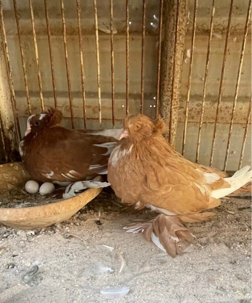 جوز هنقاري جامبو منتج - 3