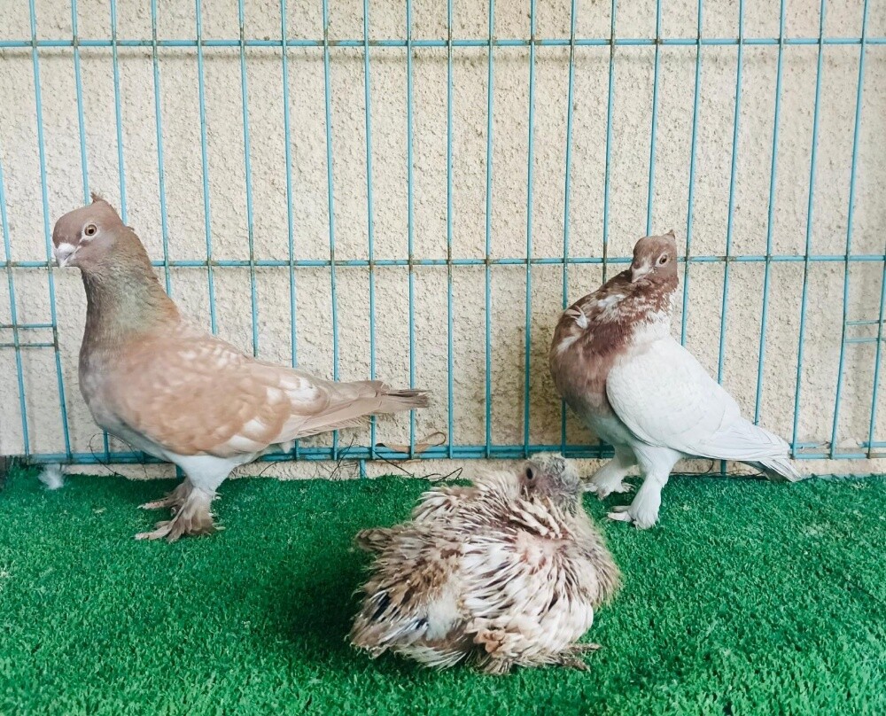 satin breeding pair - 1