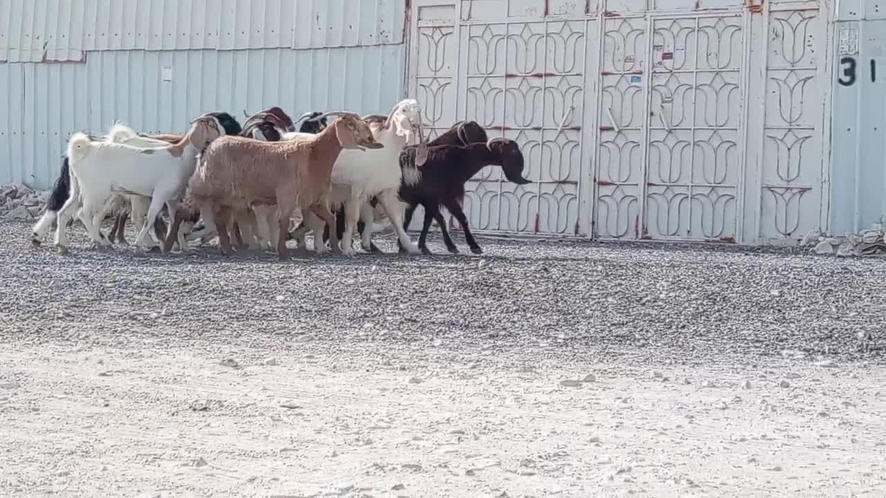 معزه طيبه - 4