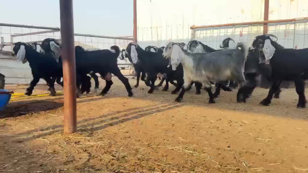 للبيع معزه عوارض مراح واحد - 1