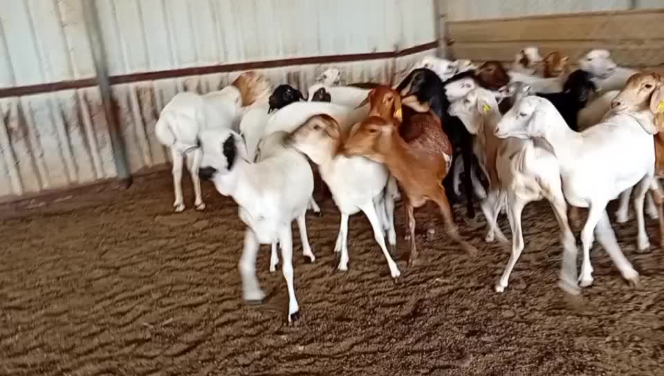 شويهات بربر - 1