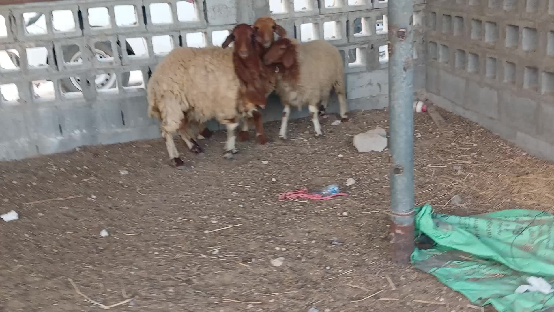 للبيع رخال سوريه طيبه مشاءاللة - 1