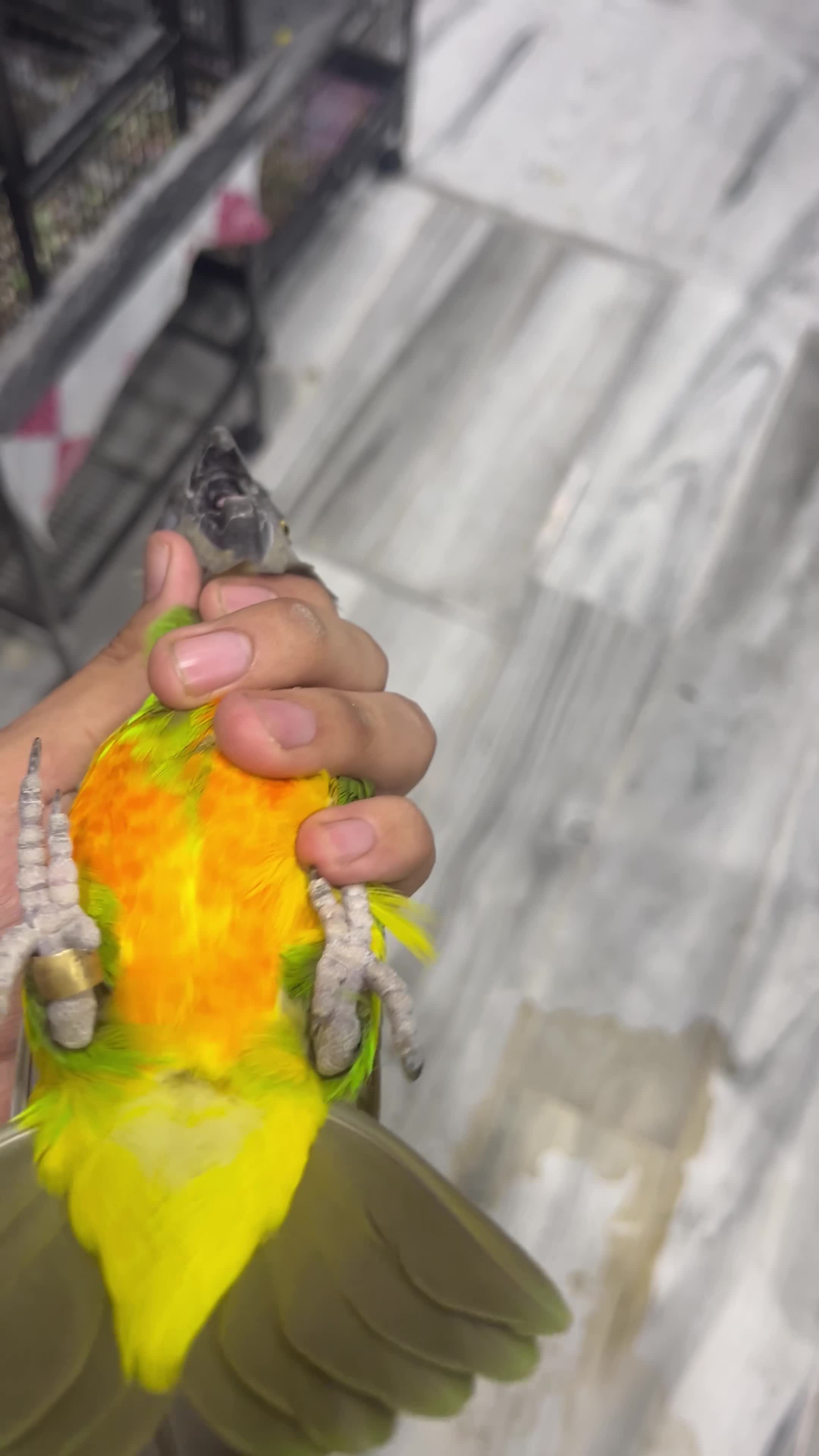 2 senegal pairs - 4
