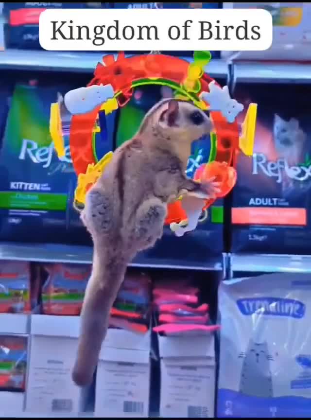 Sugar Glider - 2