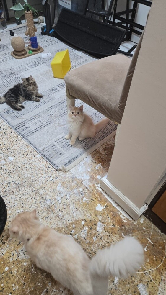 Cats for sell - 3