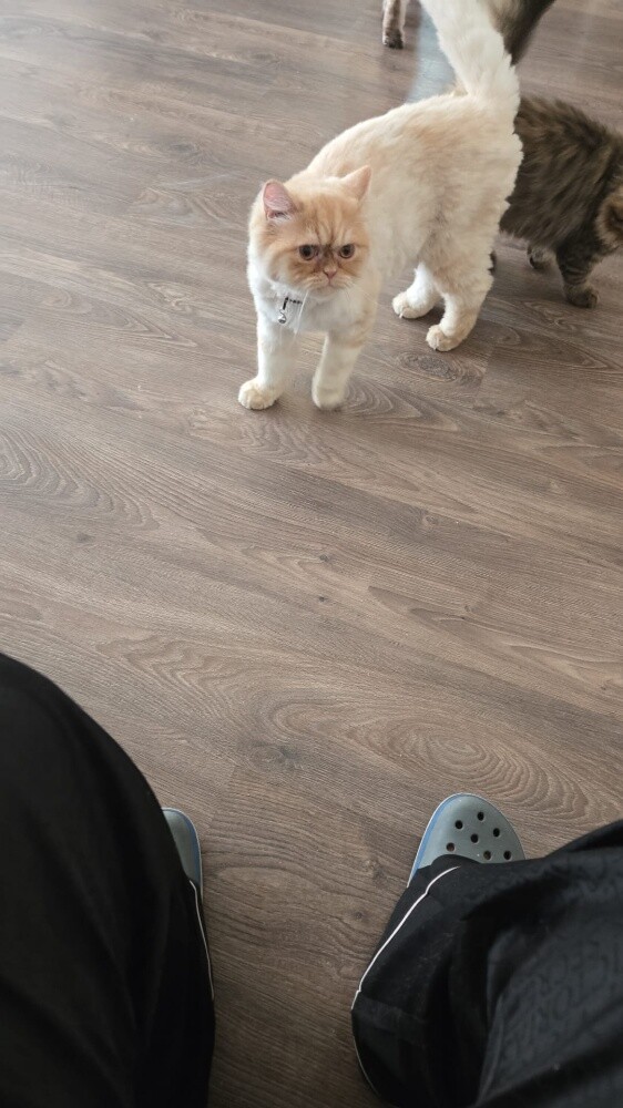 Cats for sell - 5