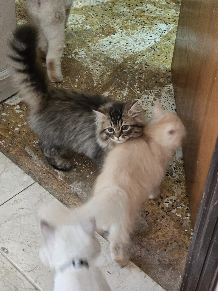 Cats for sell - 4