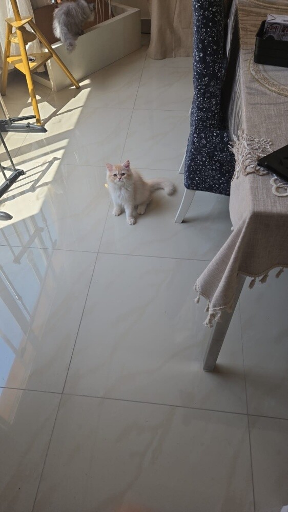 Cats for sell - 2