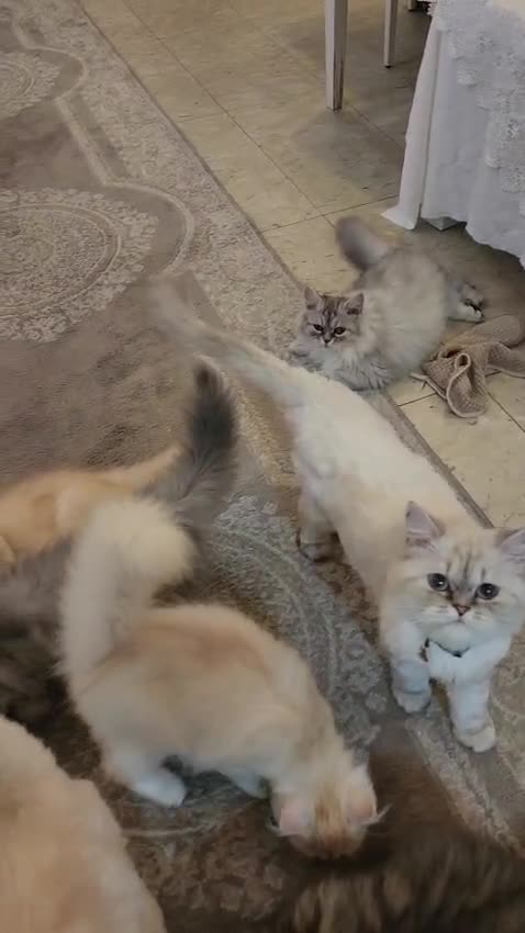 Cats for sell - 1