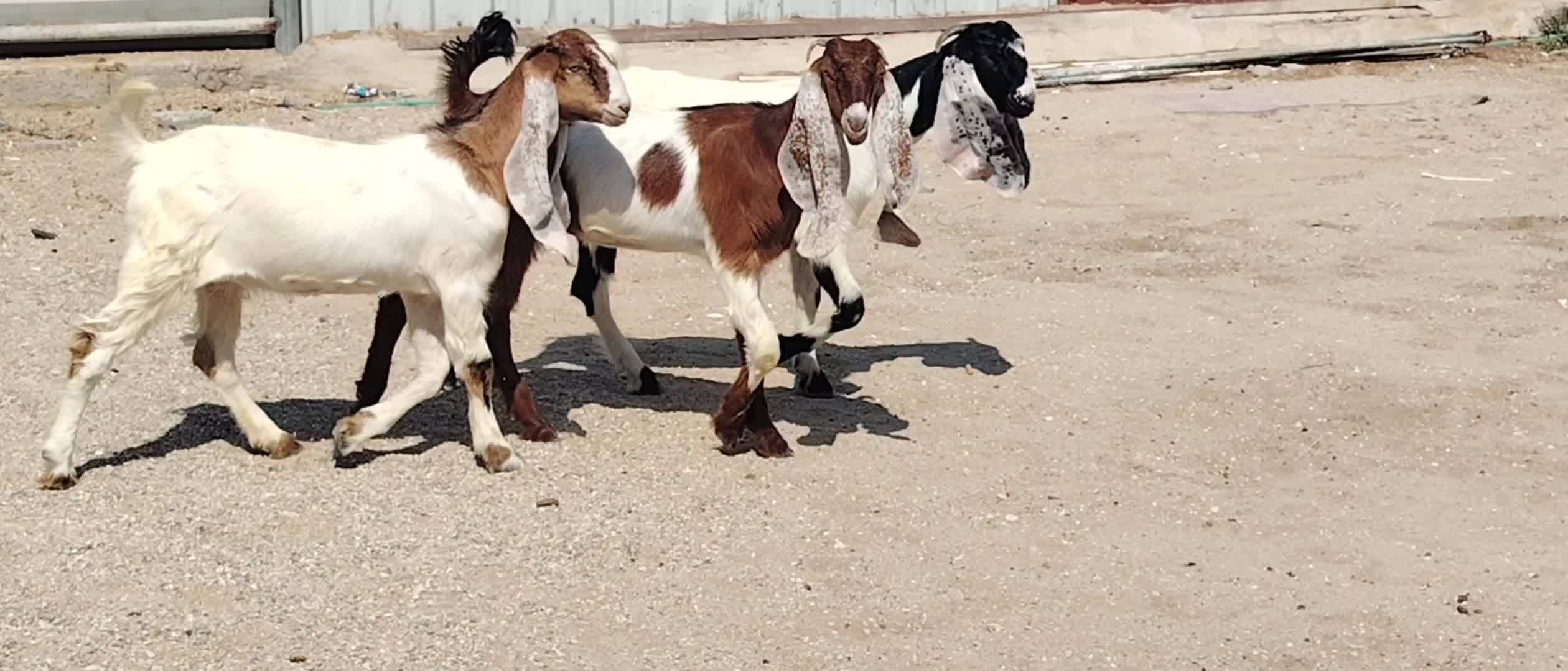 جمد مشاريك - 1