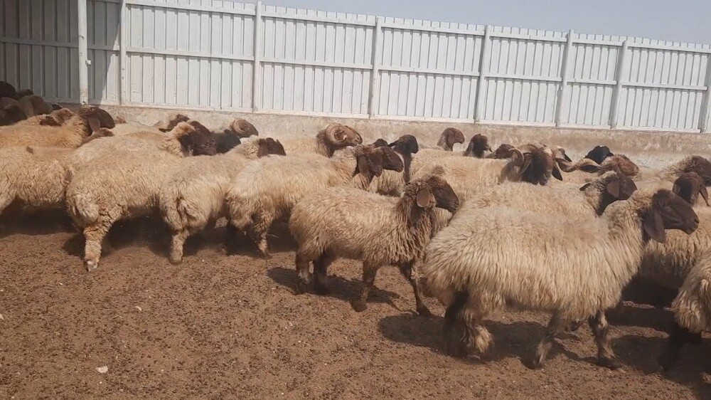 للبيع غنم سوريه طيبه - 5
