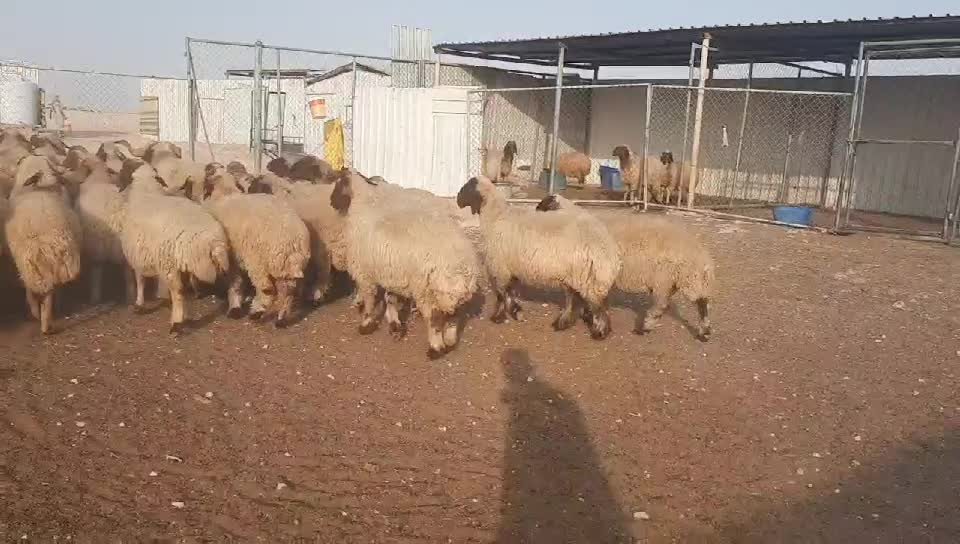 للبيع غنم سوريه طيبه - 6