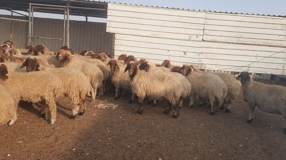 للبيع غنم سوريه طيبه - 2