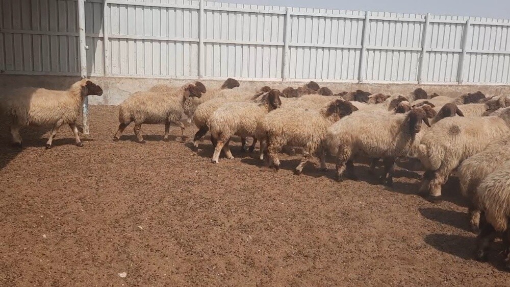 للبيع غنم سوريه طيبه - 3